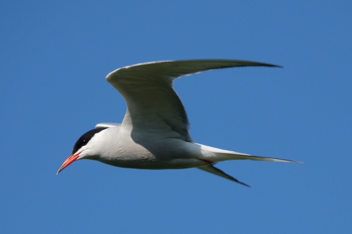 Common Tern - ML645768486