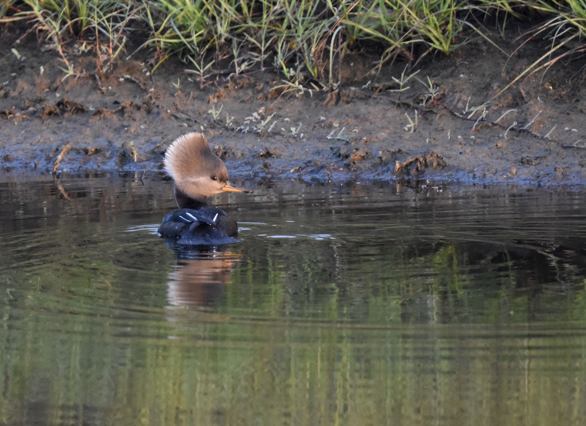 Hooded Merganser - ML645768487
