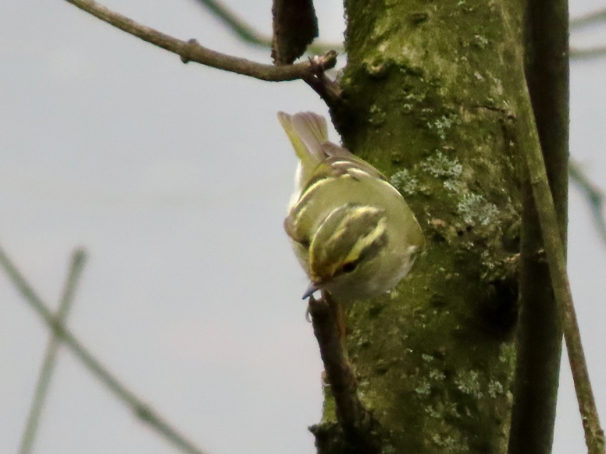 Pallas's Leaf Warbler - ML645768489