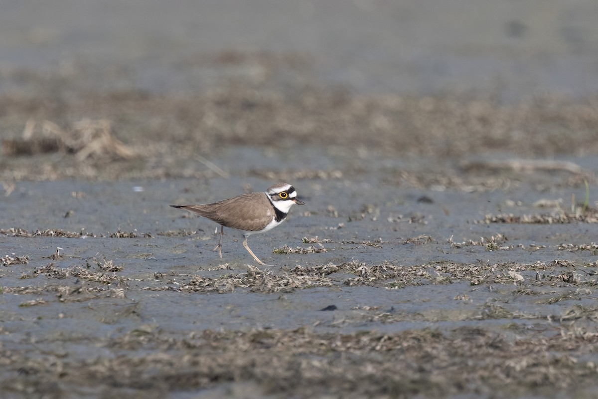 Little Ringed Plover - Kalpesh Krishna