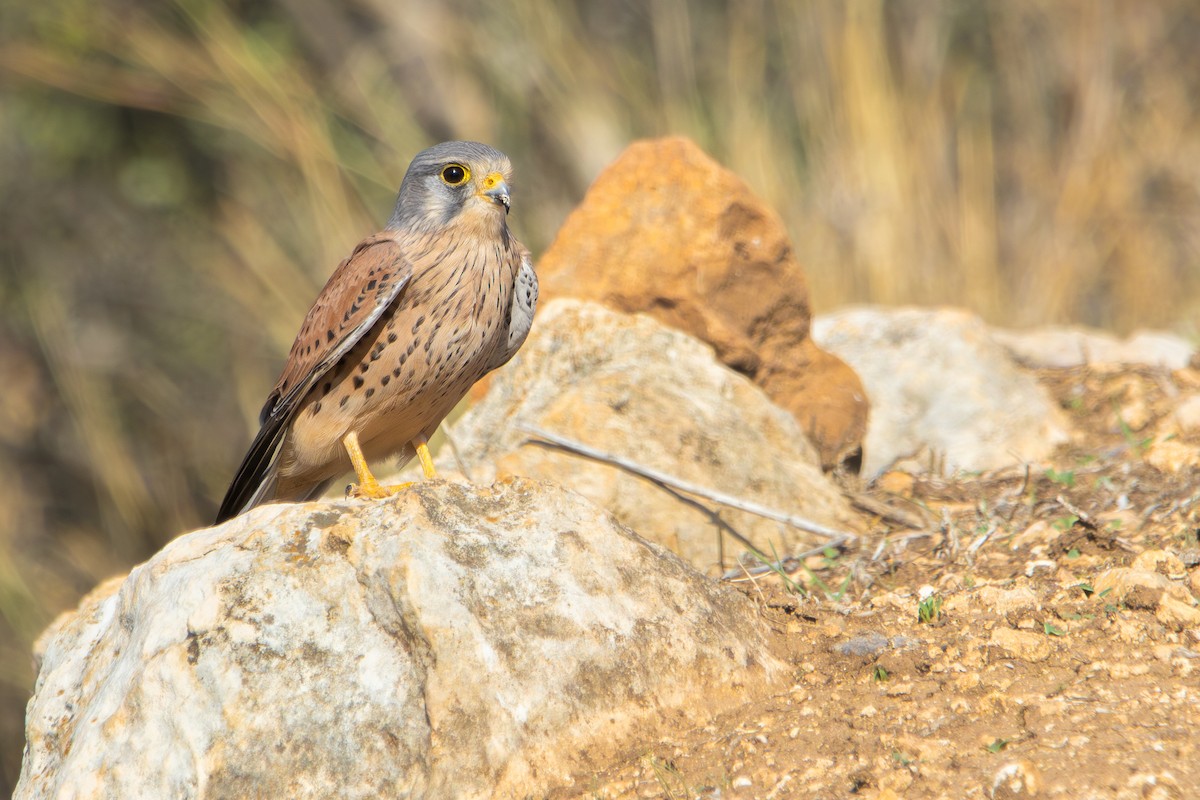 Eurasian Kestrel - ML645768499
