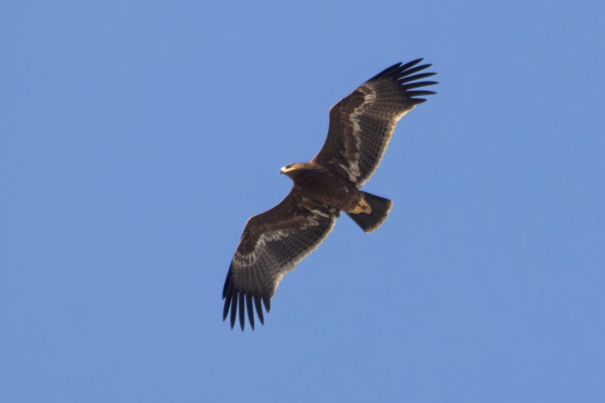 Steppe Eagle - ML645768500