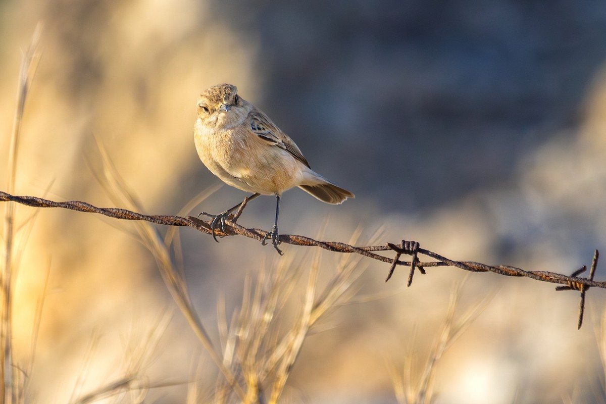 Siberian Stonechat - ML645768501