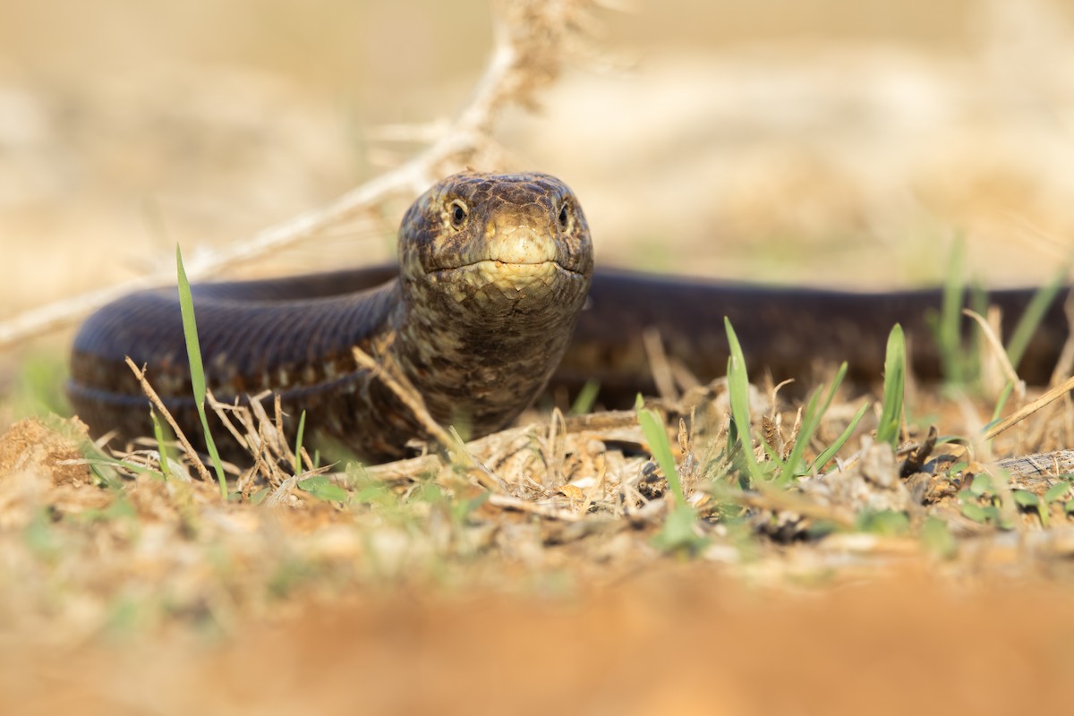 European Glass Lizard - ML645768502
