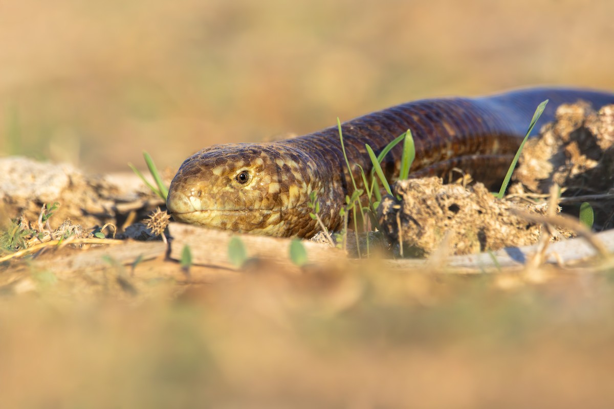 European Glass Lizard - ML645768503