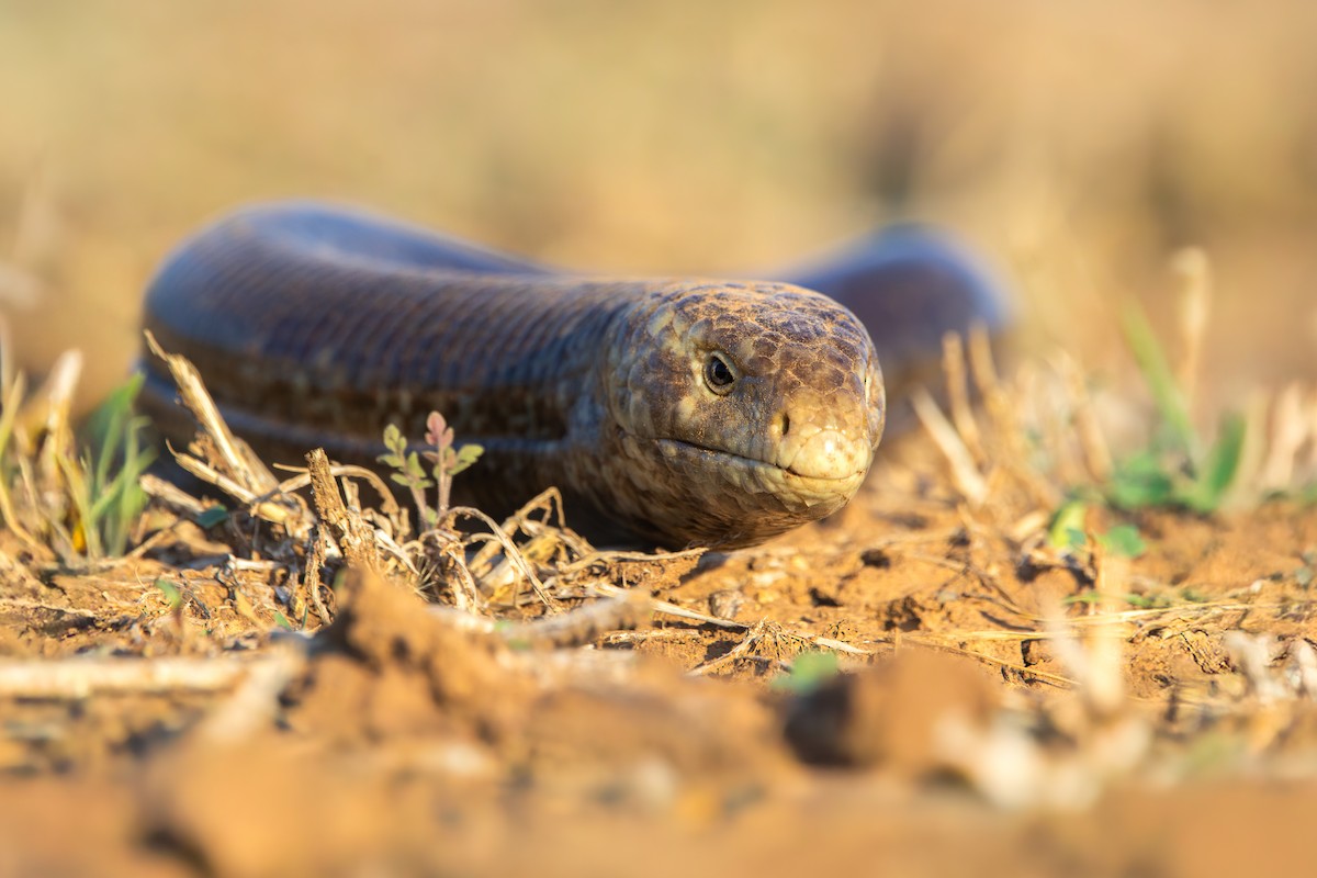 European Glass Lizard - ML645768504