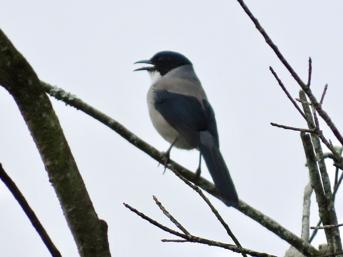 Black-headed Sibia - ML645768506