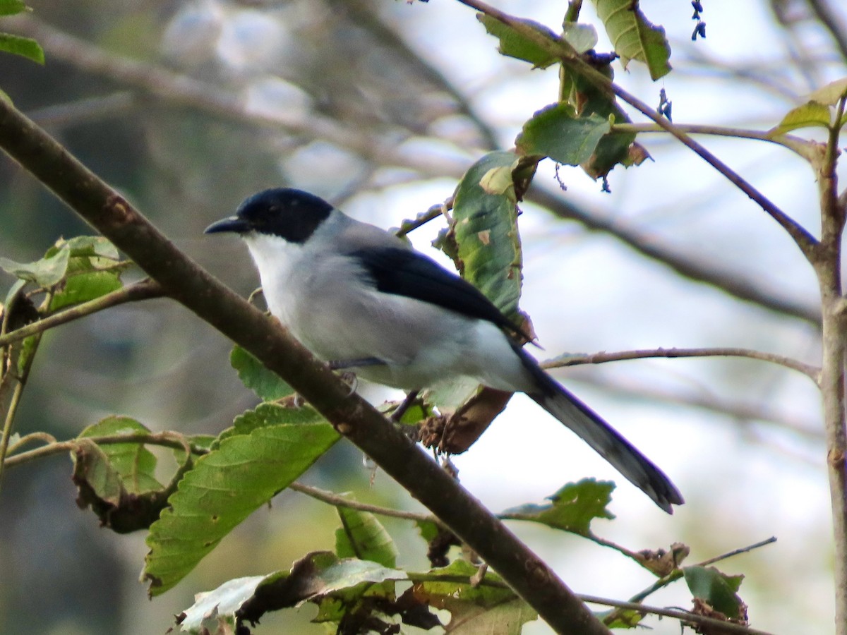 Black-headed Sibia - ML645768507