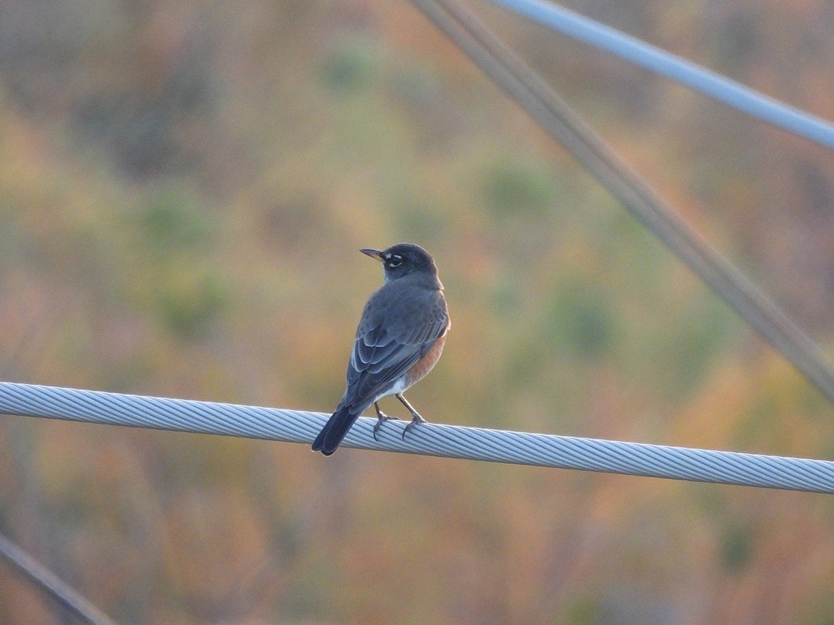 American Robin - ML645768510