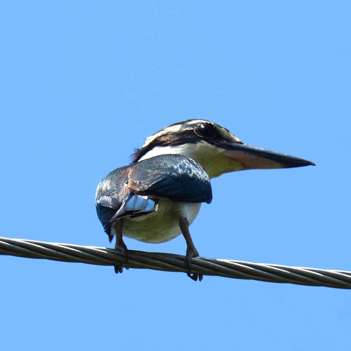 Pacific Kingfisher - ML645768520