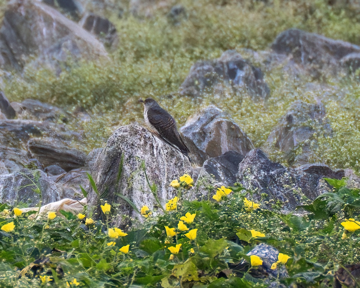 Common Cuckoo - ML645768522