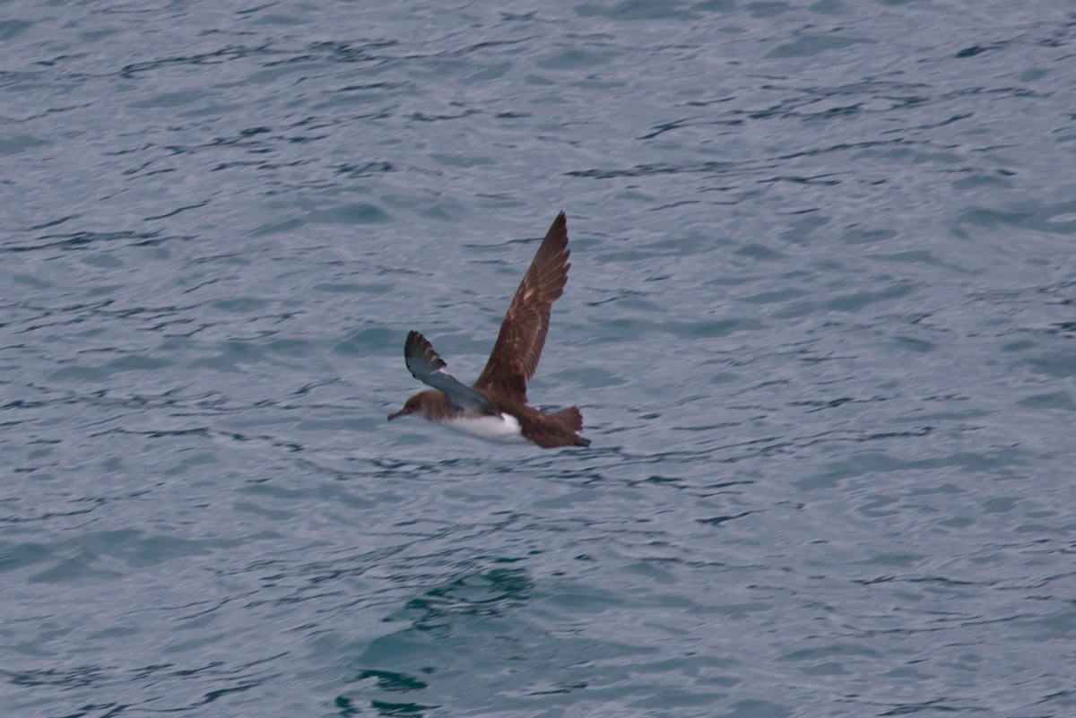 Gabai hegal-arina - ML645768527