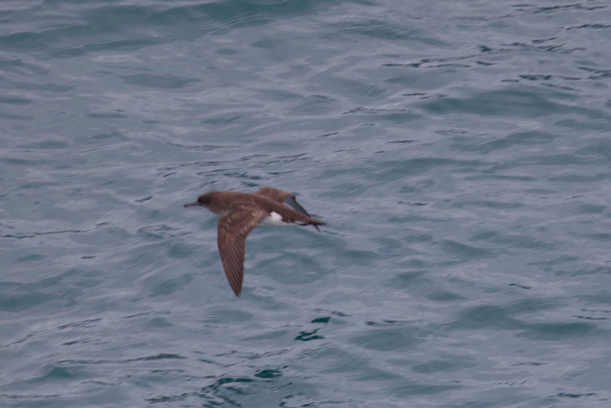 Gabai hegal-arina - ML645768528