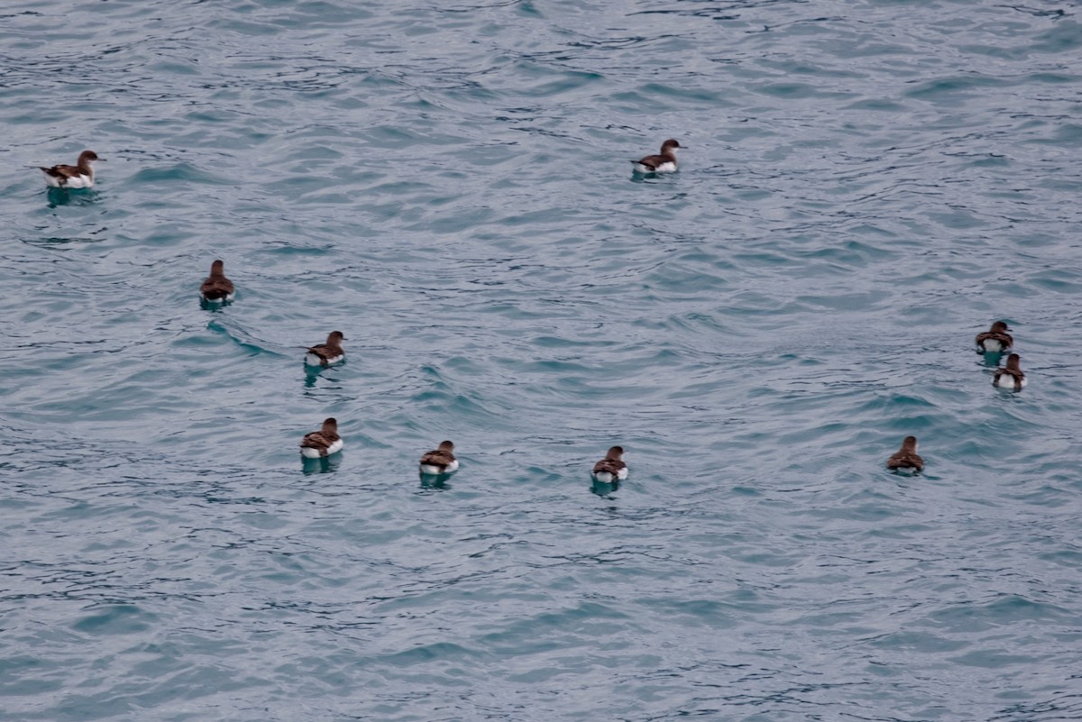 Gabai hegal-arina - ML645768529