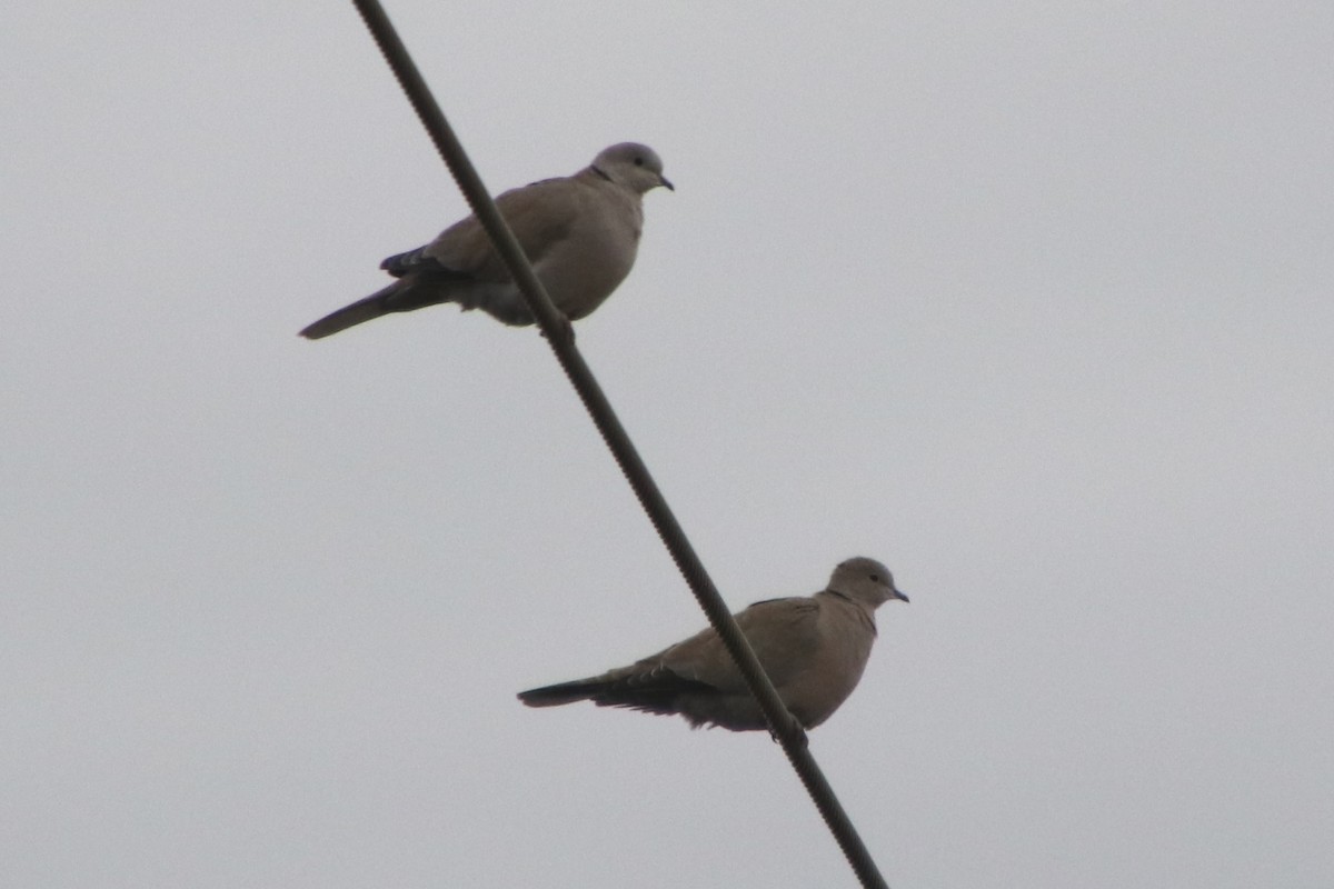 Tortora dal collare - ML645768532