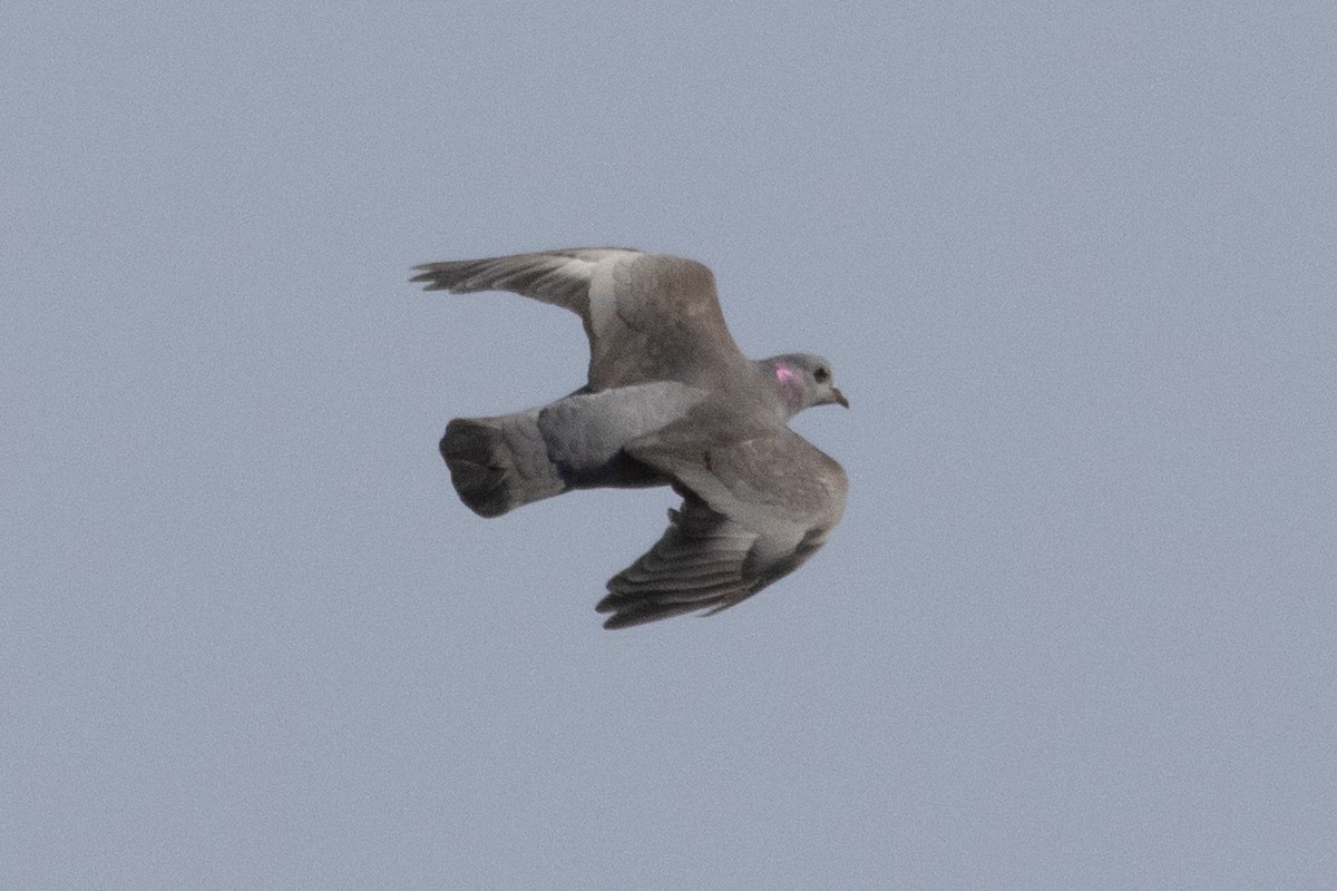 Stock Dove - ML645768536