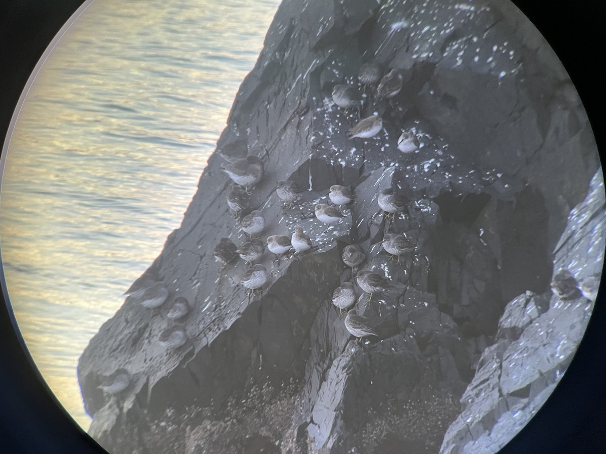 Dunlin - ML645768541