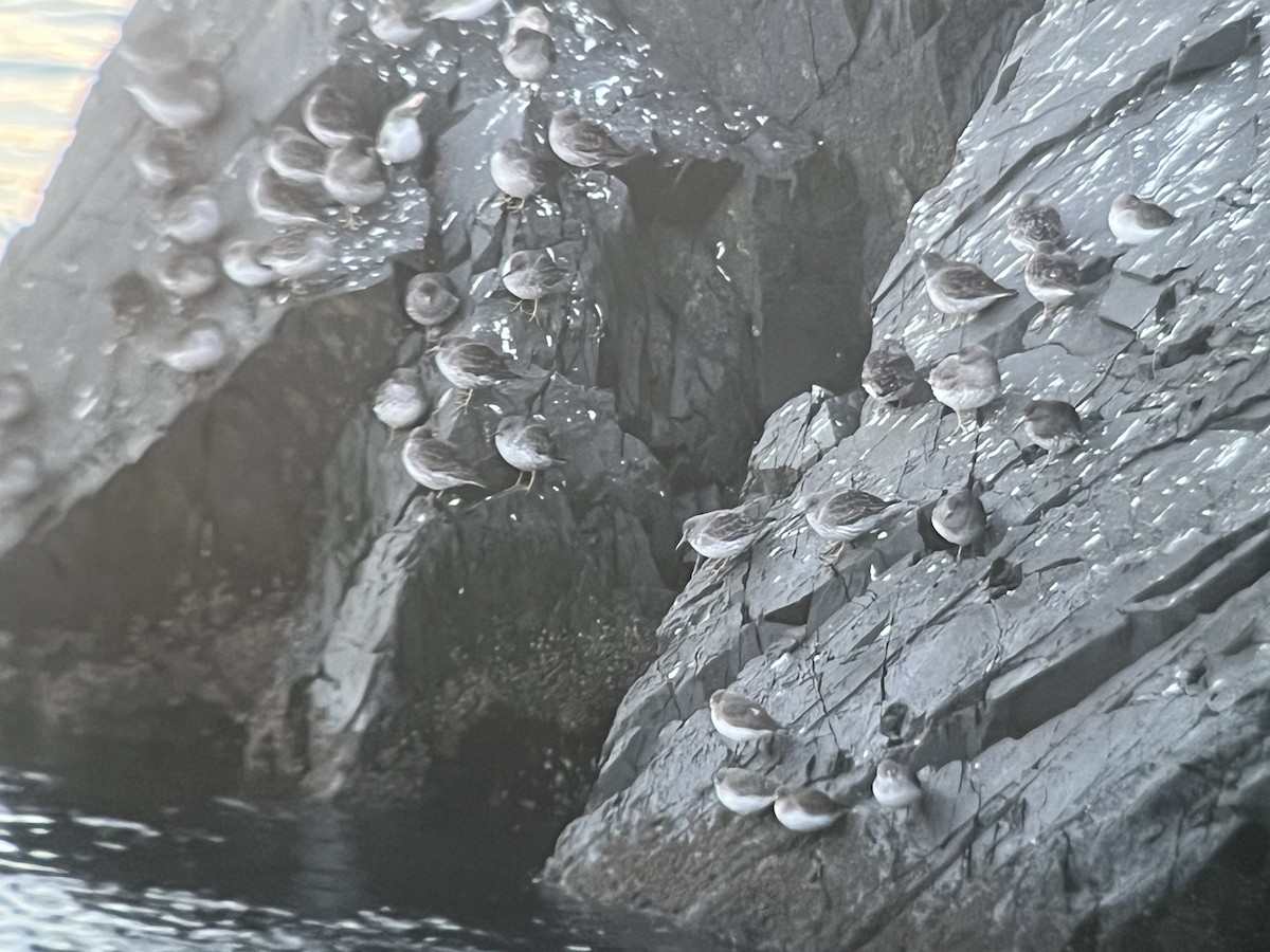 チシマシギ - ML645768543