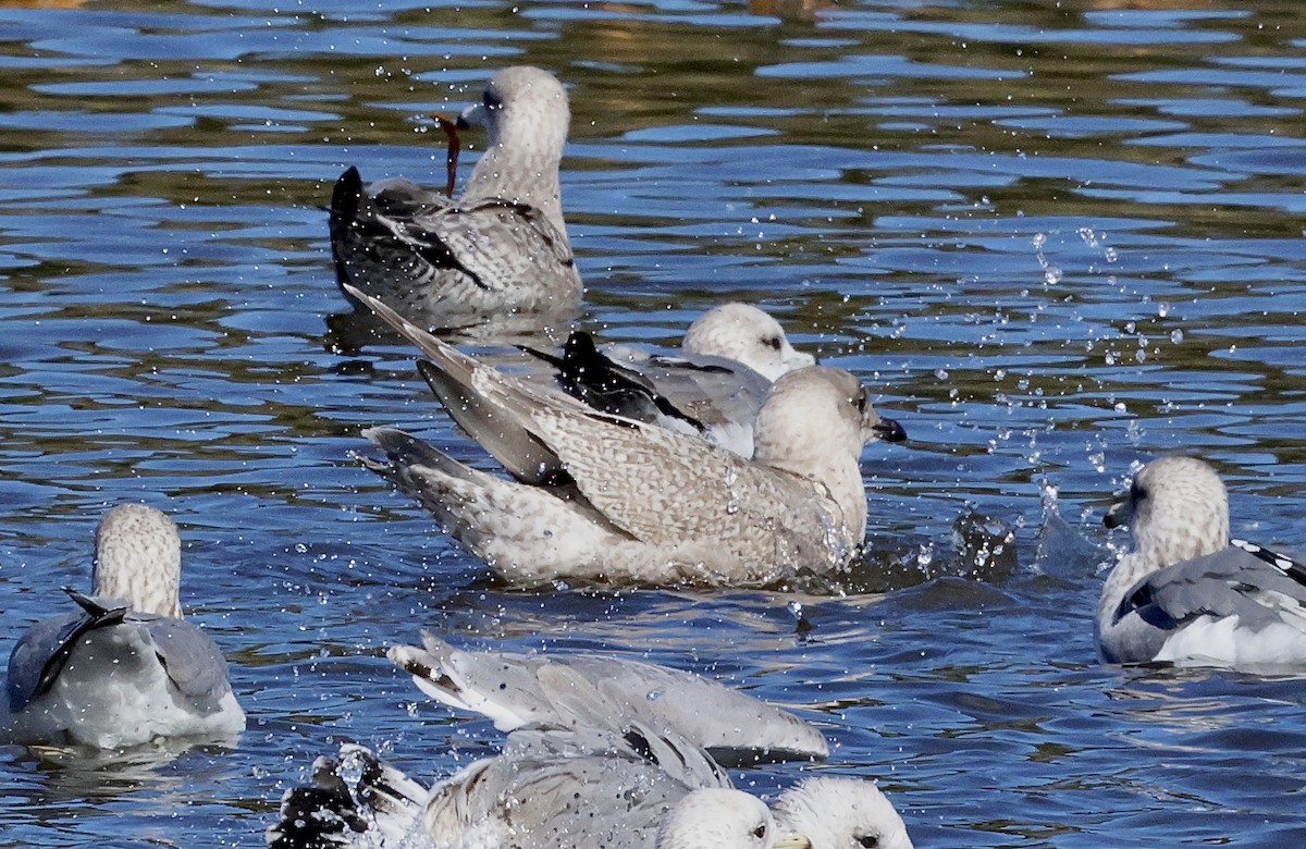 アイスランドカモメ（亜種 カナダカモメ） - ML645768544
