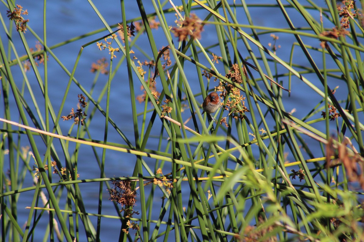 シマキンパラ - ML645768552