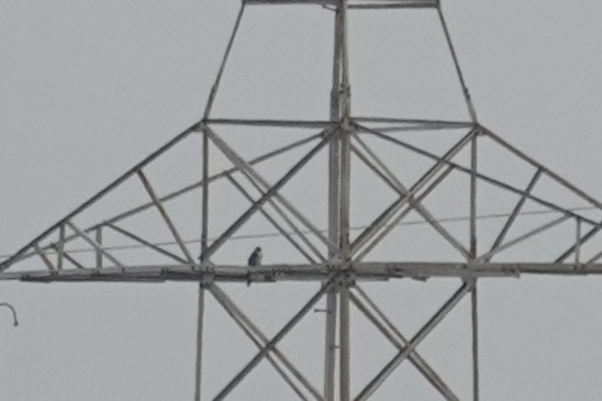 ハヤブサ - ML645768553