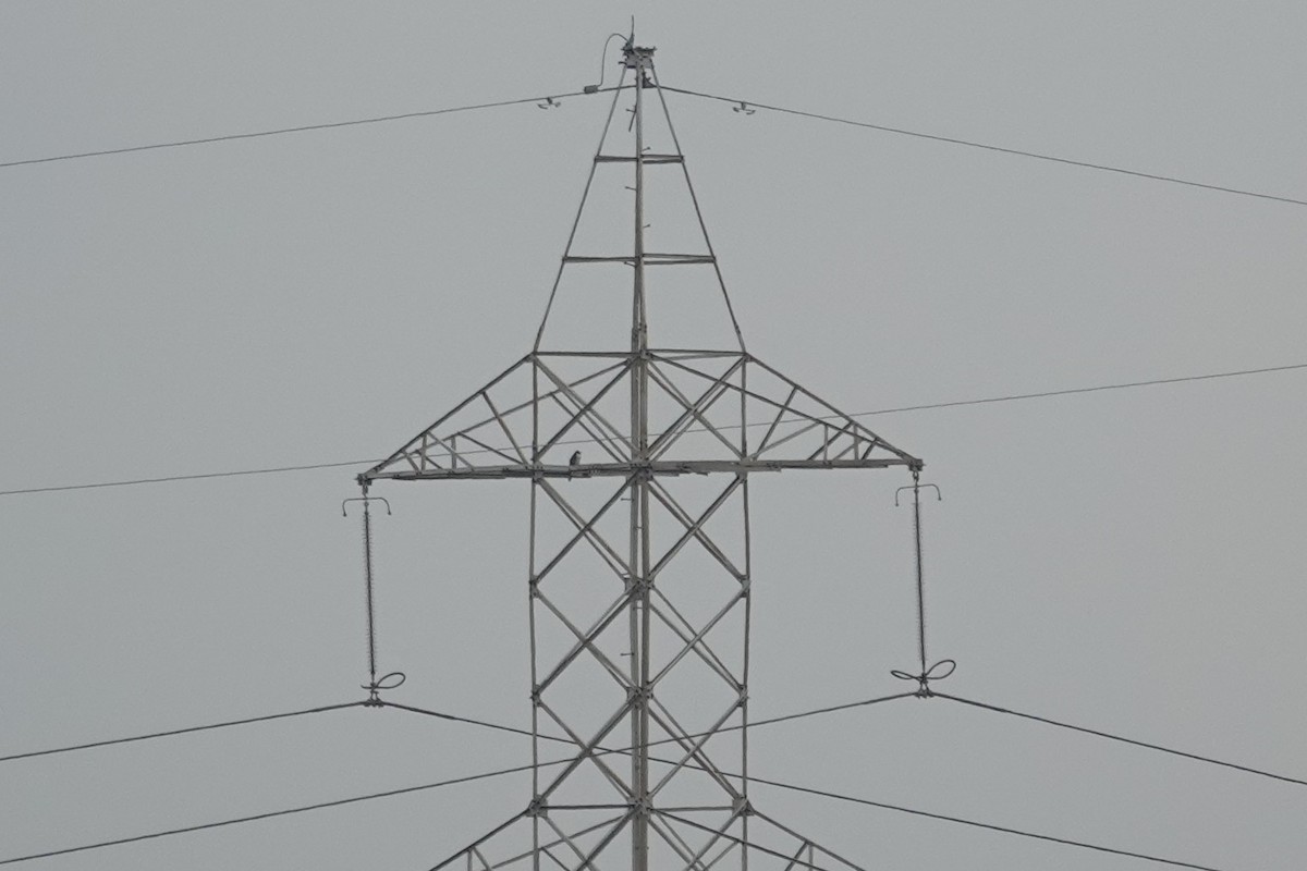 ハヤブサ - ML645768554