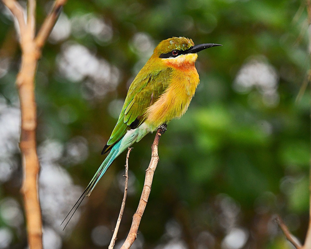 ハリオハチクイ - ML645768556