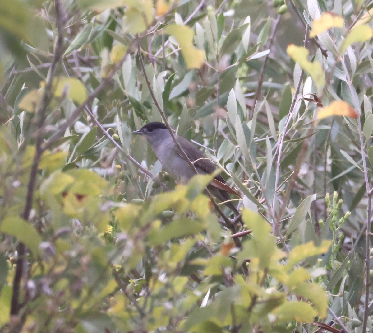 ズグロムシクイ - ML645768557