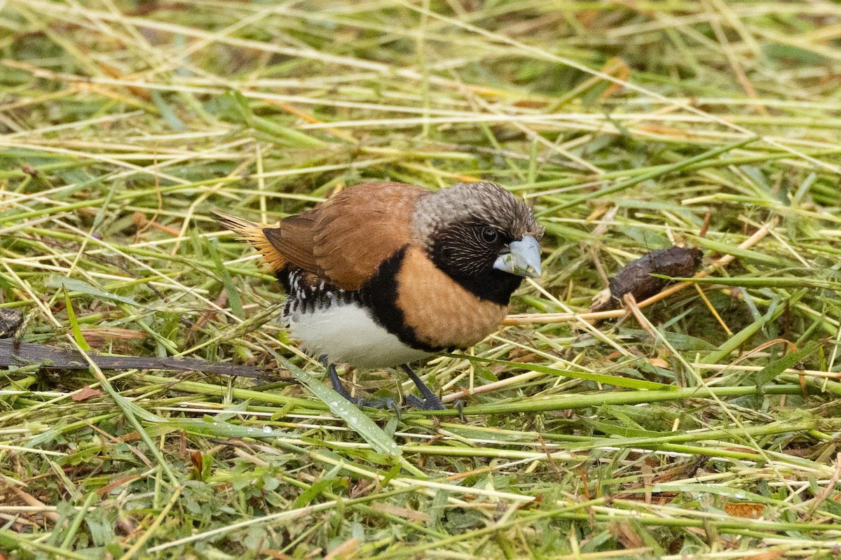 シマコキン - ML645768558