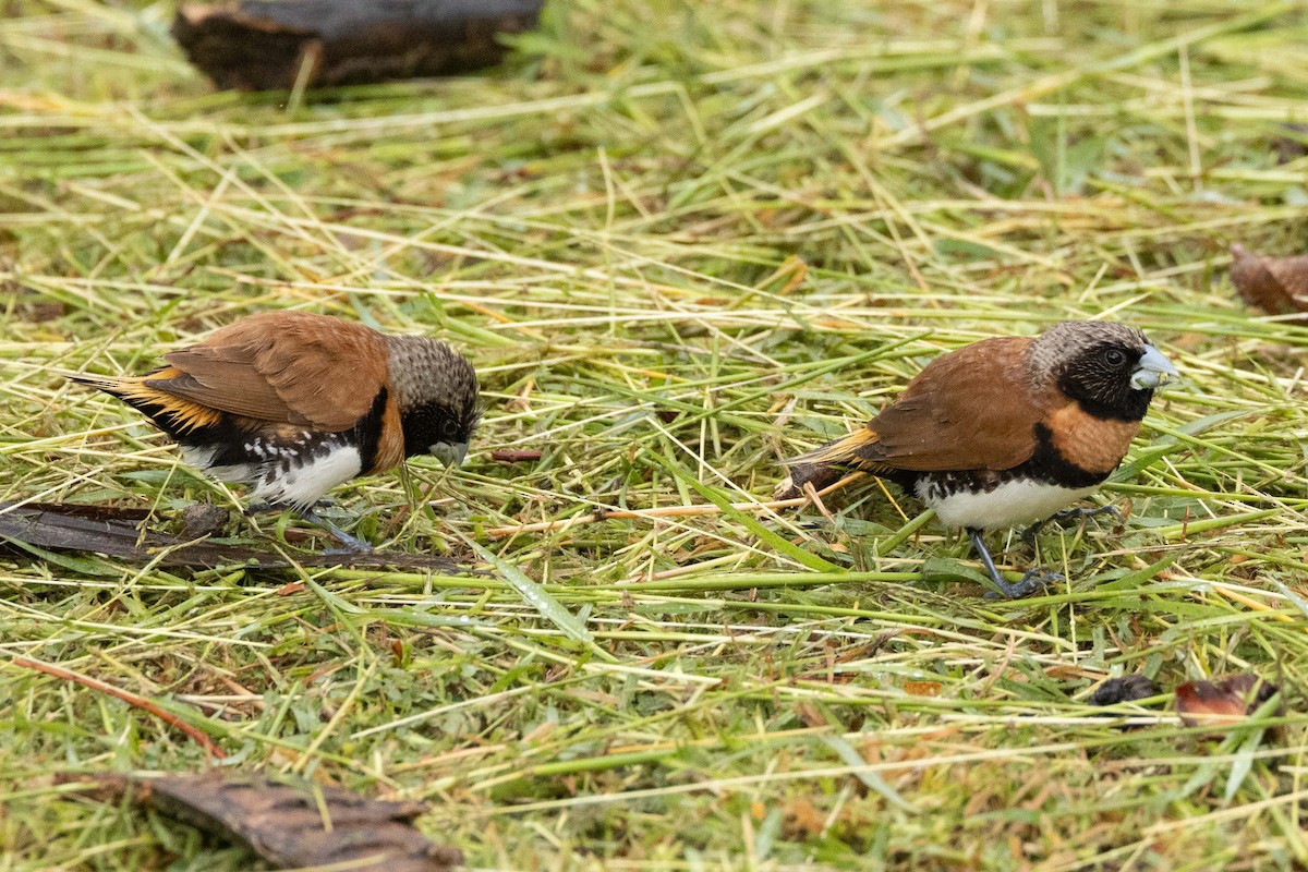 シマコキン - ML645768559