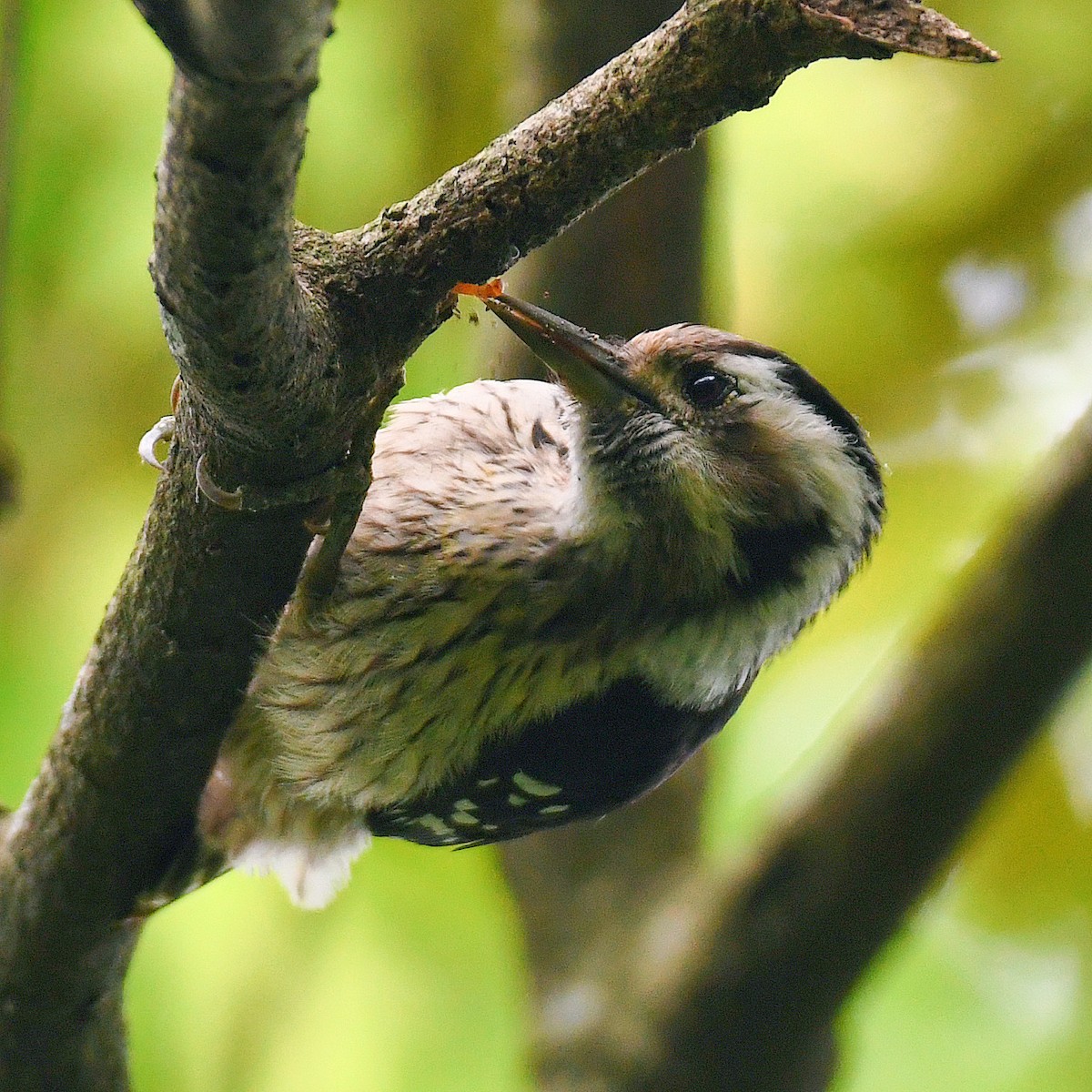 ハイガシラコゲラ - ML645768560