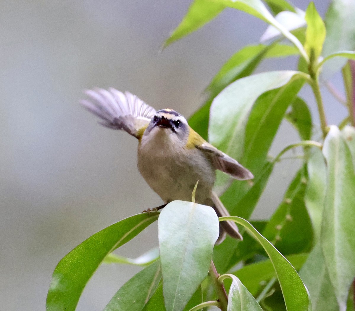 マミジロキクイタダキ - ML645768561