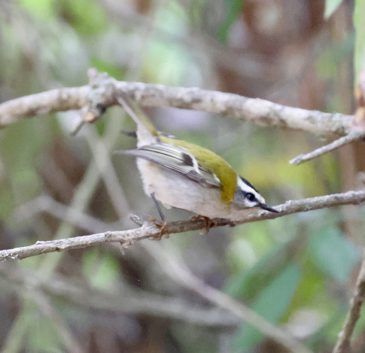 マミジロキクイタダキ - ML645768562