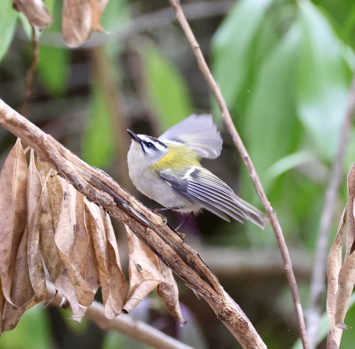 マミジロキクイタダキ - ML645768563