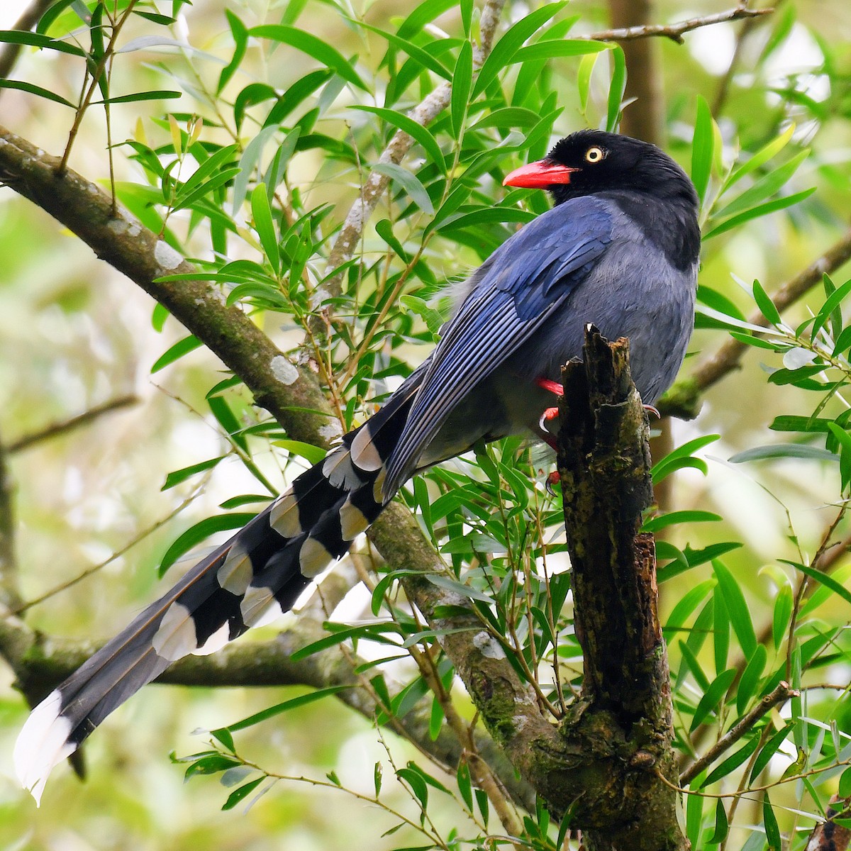 ヤマムスメ - ML645768564