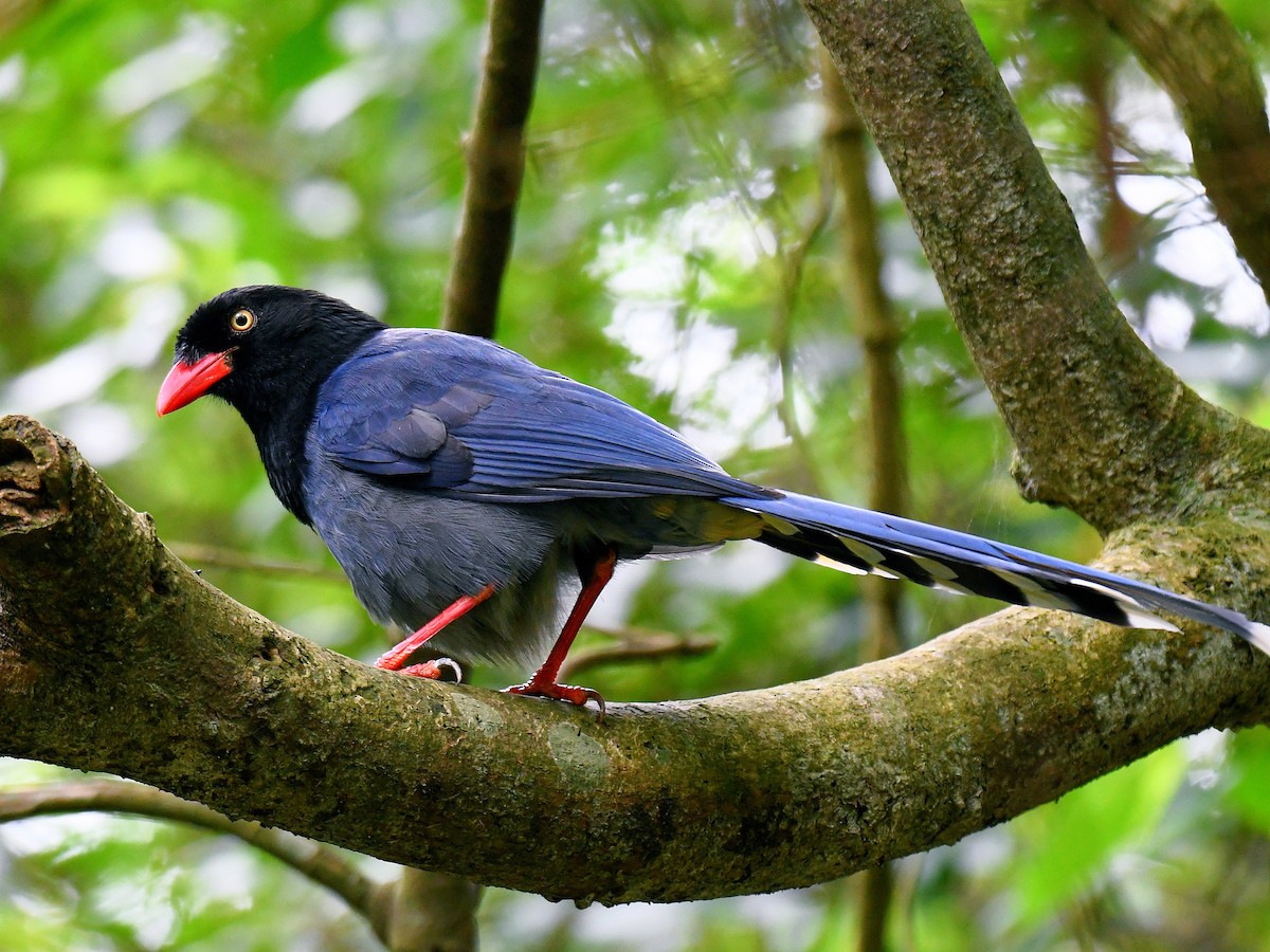 ヤマムスメ - ML645768565