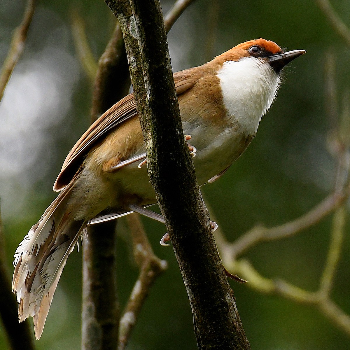 ズアカノドジロガビチョウ - ML645768566