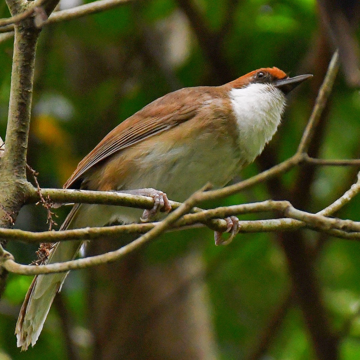 ズアカノドジロガビチョウ - ML645768567