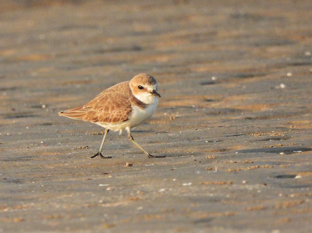 シロチドリ - ML645768568