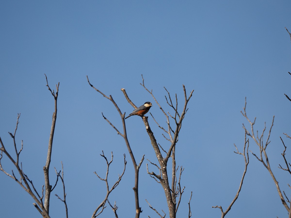 ヤマガラ - ML645768569