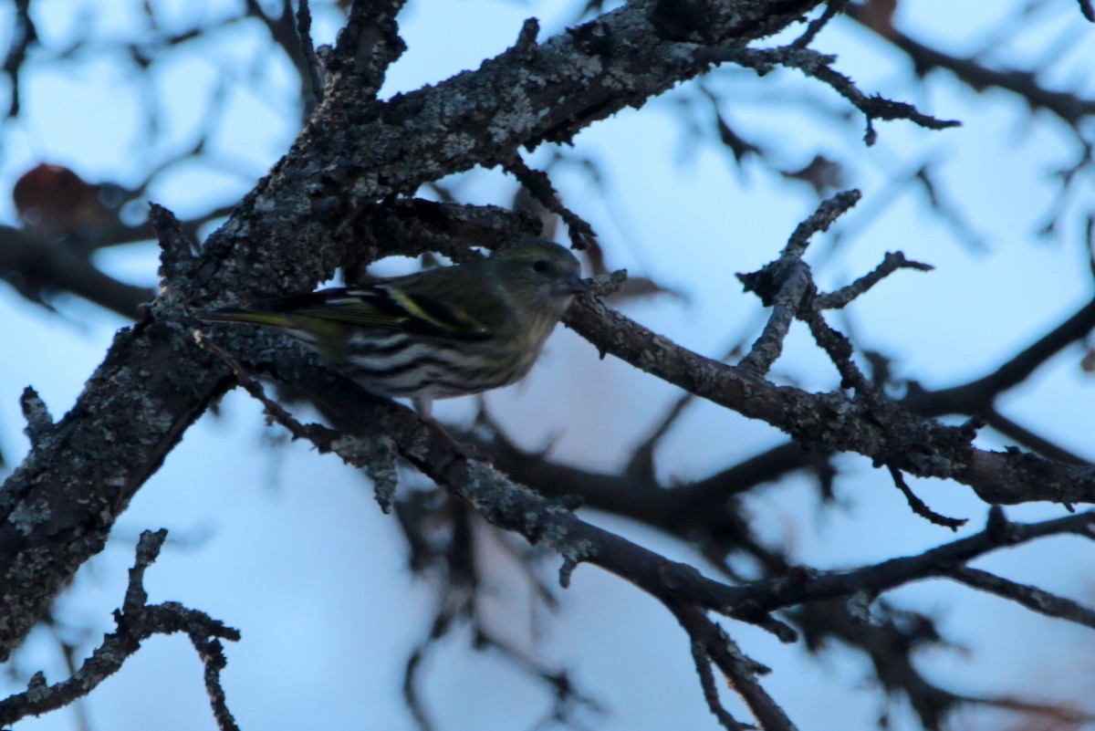 マヒワ - ML645768570