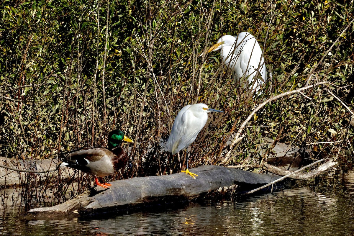 ユキコサギ - ML645768572