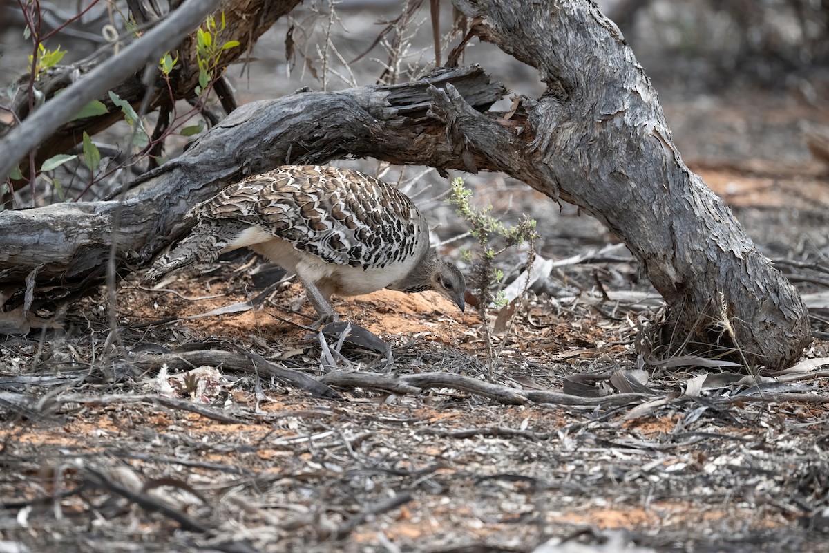 クサムラツカツクリ - ML645768573