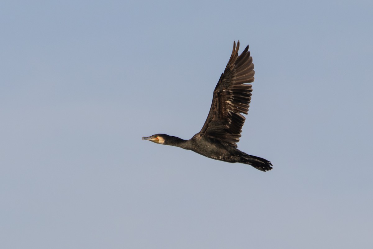 カワウ - ML645768574