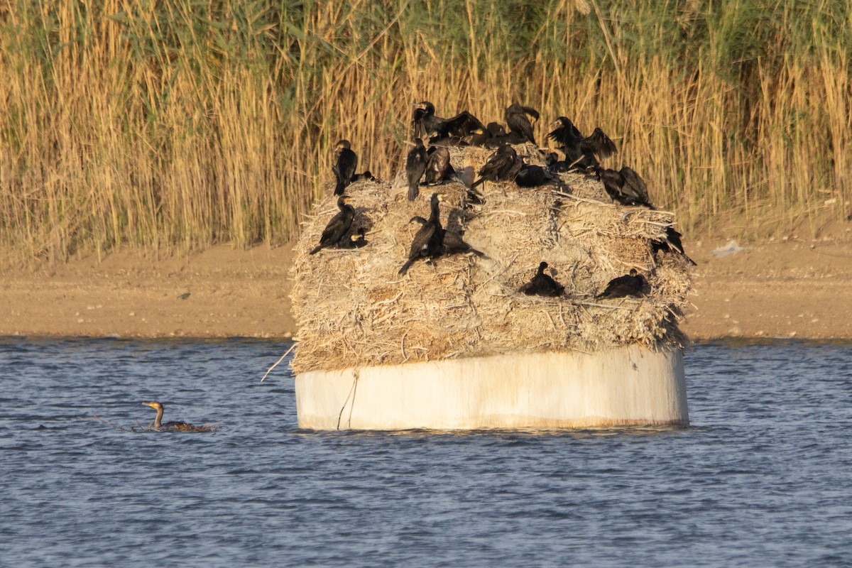 storskarv - ML645768575