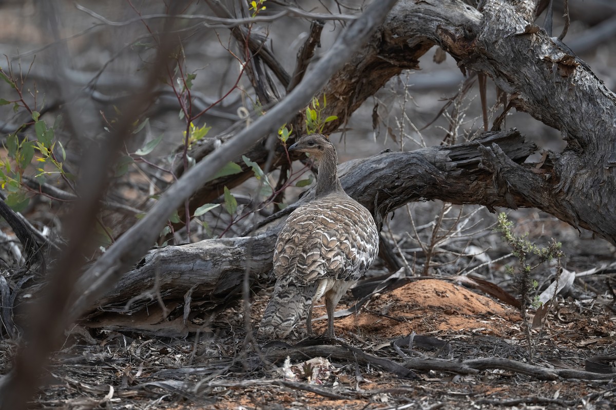 クサムラツカツクリ - ML645768576