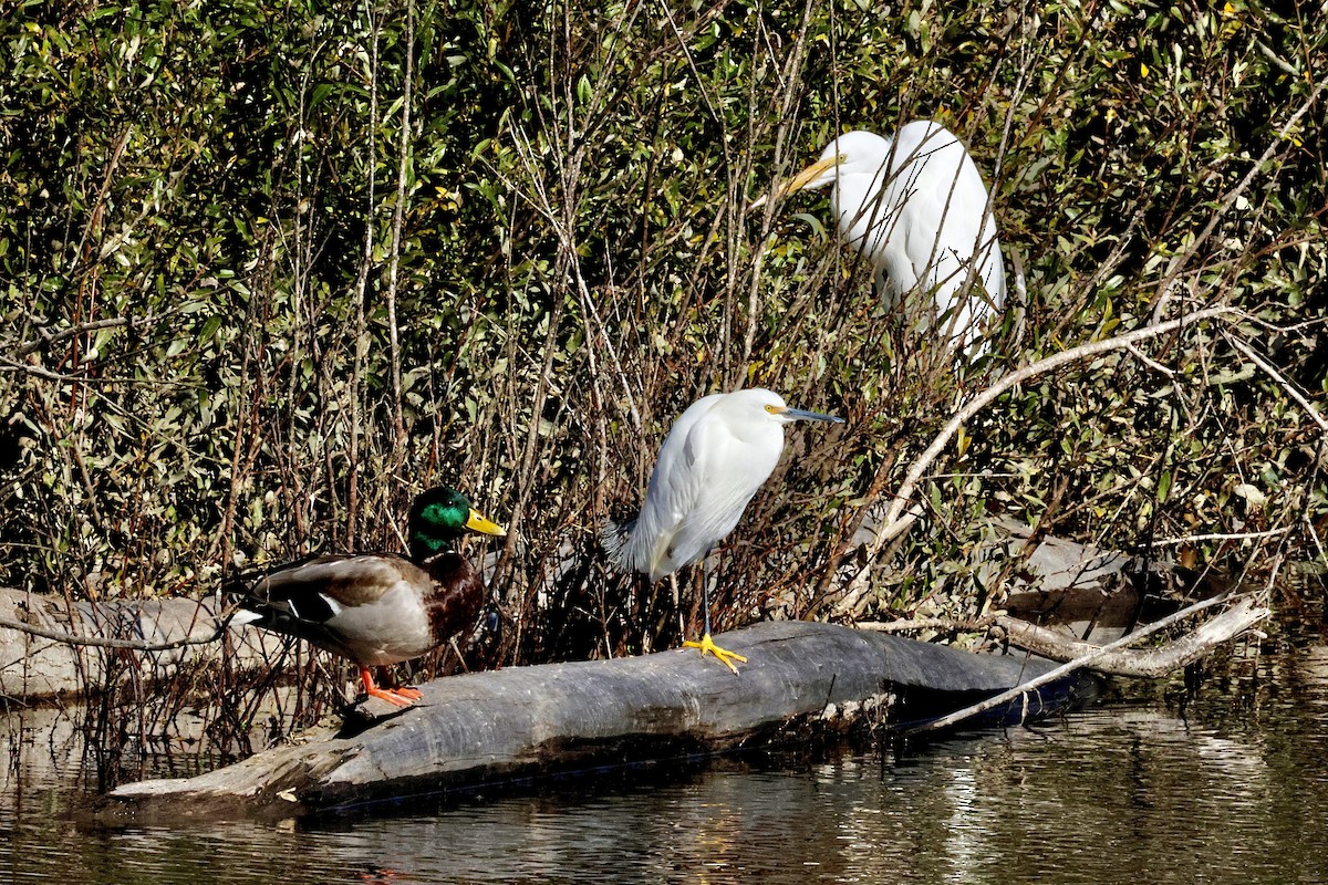 ユキコサギ - ML645768577