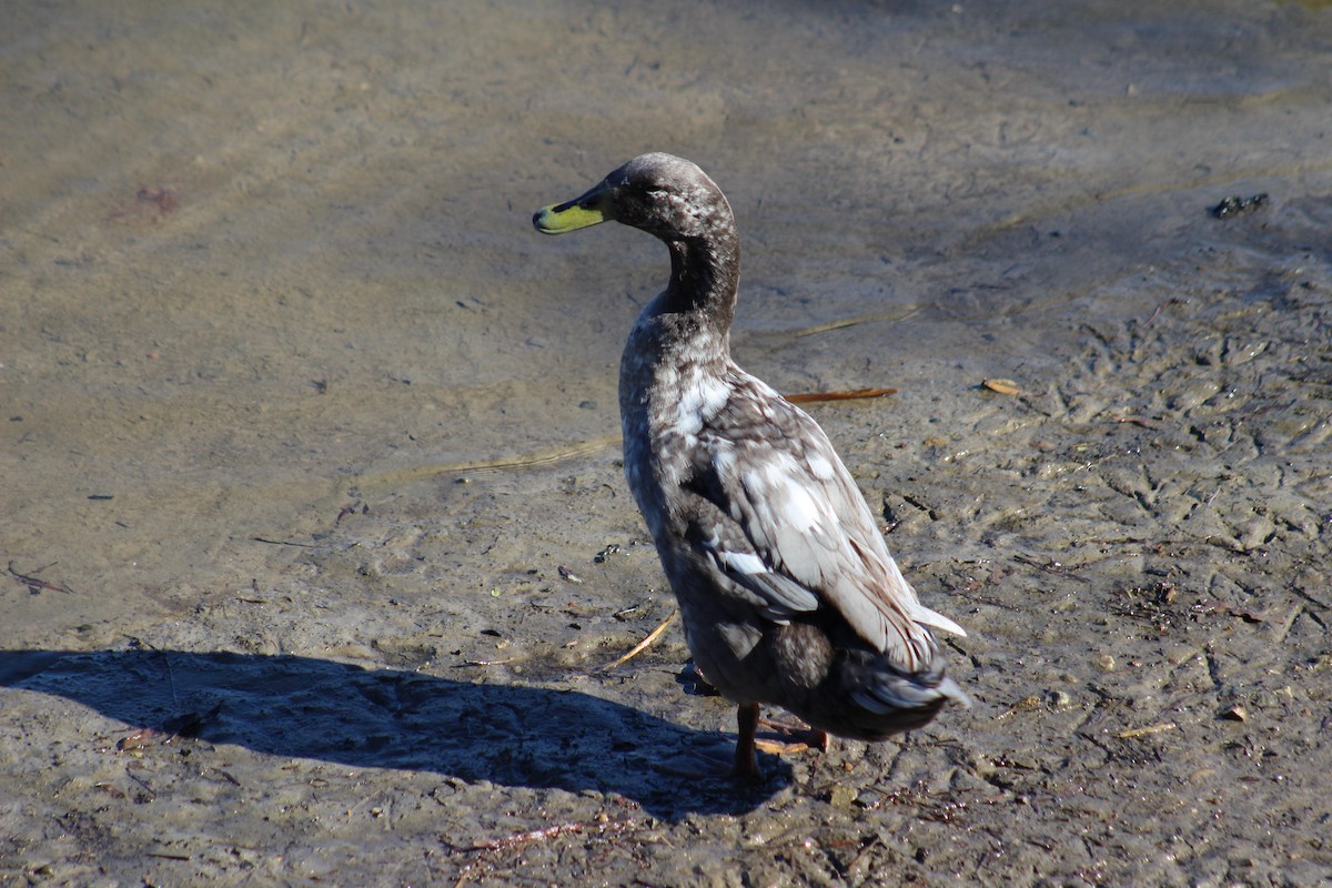 マガモ（アヒル、家畜） - ML645768580