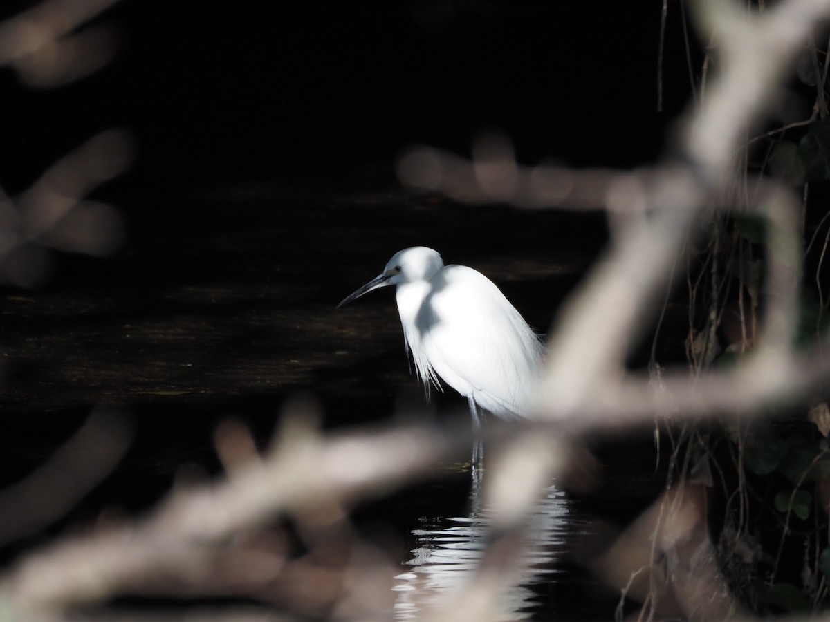 コサギ - ML645768581