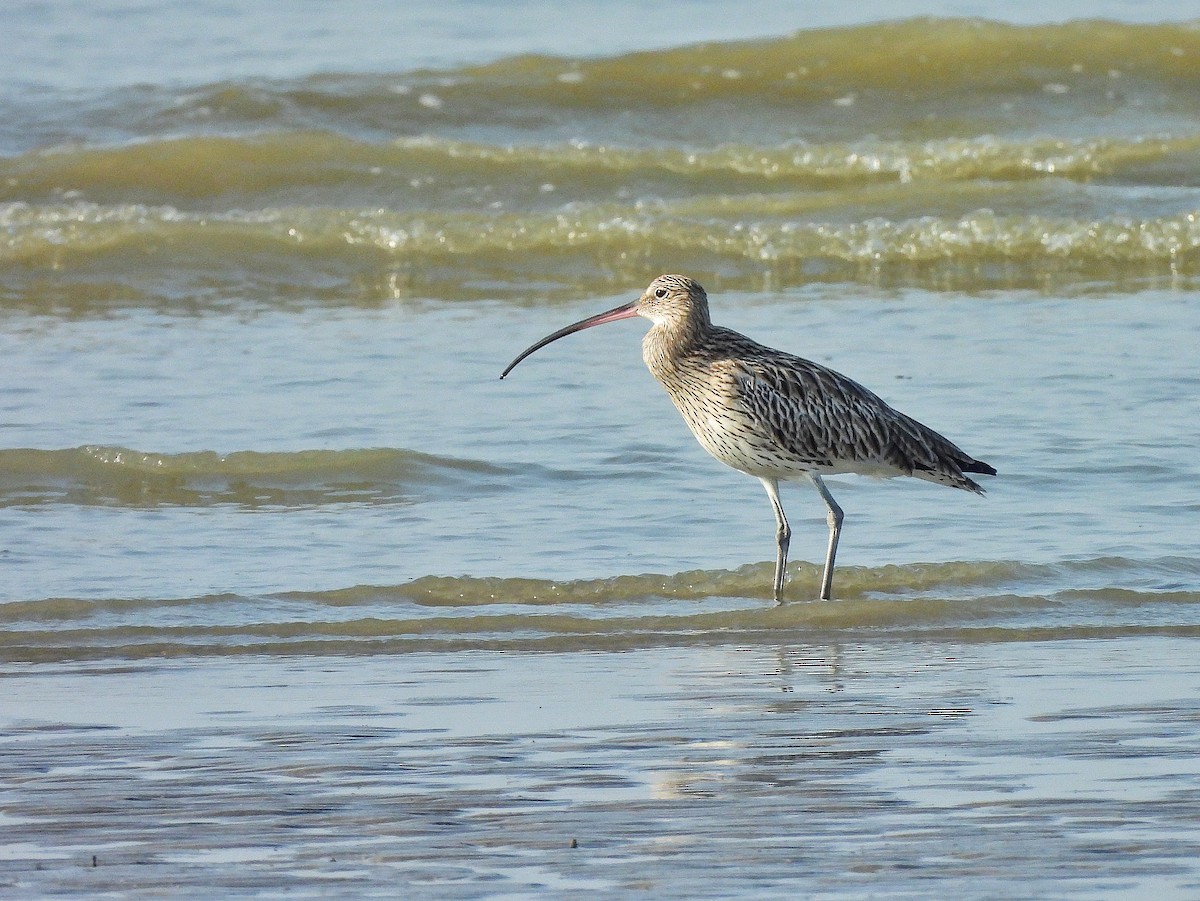 Eurasian Curlew - ML645768585